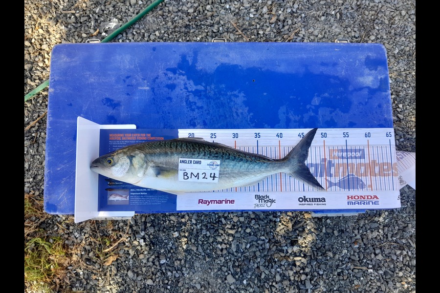 Jose Broughton caught this 45.0cm Kahawai at Northland during The Hirepool Baitmates Fishing Comp